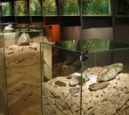 Muzeum archeologiczne w Krakowie- gabloty